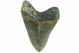 Fossil Megalodon Tooth - North Carolina #165428-1